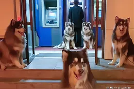 吉林四平：女子晚上取钱，带5条大狗左右警惕，拍摄者被吓退图片