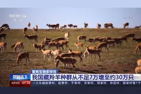半岛叨叨丨藏羚羊从濒危降为近危，珍禽异兽频频现身！保护生物多样性，中国很拼……图片