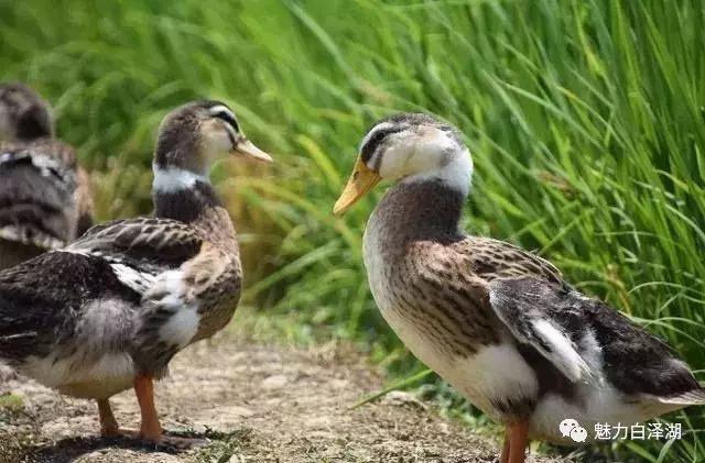 【文化节特辑】为期7天!6月1日-7日 2019·宜秀第三届龙舟文化节农耕体验精彩系列活动看过来!