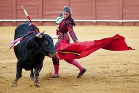 为什么西班牙斗牛士要杀死牛？图片