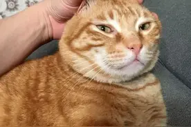 让人“又爱又恨”的猫咪——中华大橘猫图片