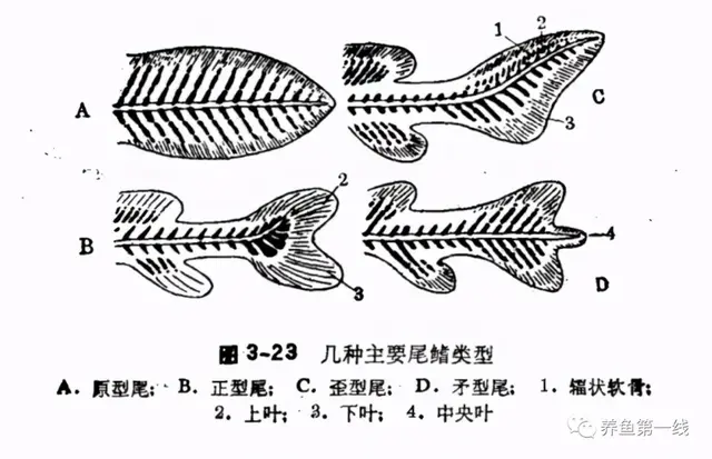 鱼鳞由什么组成