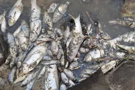 信阳固始县史河出现大量死鱼，当地多部门介入调查：疑因非法捕鱼所致图片