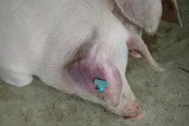 猪蓝耳病是什么症状？猪蓝耳病怎么预防治疗？本文为你详细介绍图片