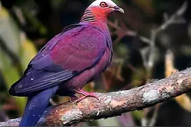 生物相册：绝不是染色和P图，几十种艳丽的鸽子图片