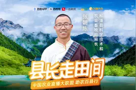 这种莴笋生长在海拔3000米青藏高原上，局长从地里拔出来直接生吃图片