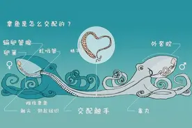 做为寒武纪时期降临地球的外星生物，聪明的章鱼为何没能统治地球图片