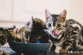 萌宠：你能喂新出生的小猫什么？图片