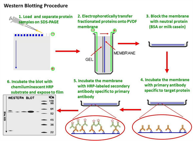 生物科研狗必备技能之~Western Blot