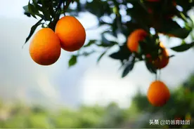 假货！激素果？赣南脐橙频遭退货，商家：我也很无奈图片