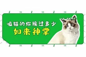 做了5年“人肉猫抓板”，终于知道该怎么防猫抓了图片