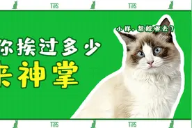做了5年“人肉猫抓板”，终于知道该怎么防猫抓了图片