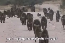 狮子被饥饿冲昏头脑，居然上树捕杀狒狒，镜头拍下狮子悲惨画面图片