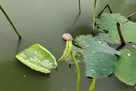 莲藕田福寿螺多，令藕农头疼，教你几个方法将福寿螺防治干净图片