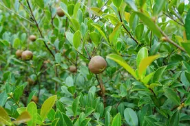 耒阳、祁阳、常宁均是中国茶油之乡，谁才是中国茶油第一县？图片