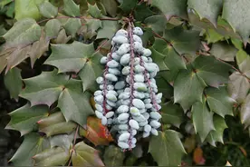 花木春秋86：阔叶十大功劳，到底有什么功劳？图片