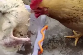 把鸡放盆里打算拔毛，进屋拿了个工具，隔了会儿再去看时语塞了图片