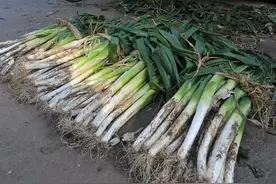 每天学习一点点——怎么更好的保存大葱呢？图片