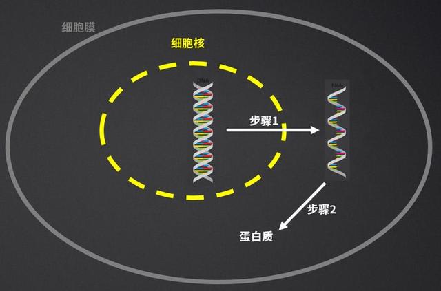 不健身直接吃蛋白粉会怎么样？