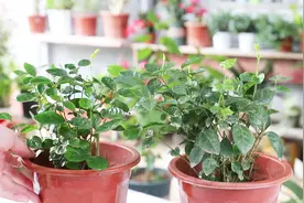 新买的茉莉花，有3种状况，教你如何缓苗，成活率更高