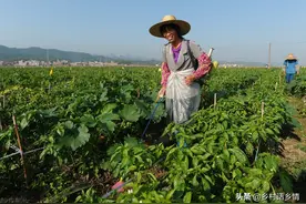 五个种菜实用的小技巧，我已经用了好几年，种啥也能用得上图片
