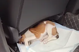 江苏：被打断腿的流浪狗，尽管渴望，却只能夹着尾巴躲在角落发抖图片