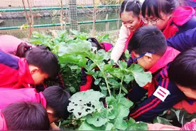 拔大头菜、烤年糕、挖荠菜 宁波这所小学在劳动中迎冬至图片
