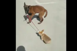 警犬出门溜达，带回一只走失柯基……网友：职业病？图片