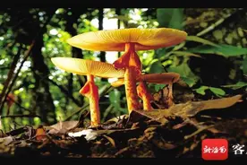 这里是海南 |《秘境寻踪》第十二集：奇妙的蘑法世界图片