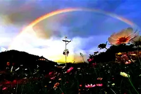 观赏菊、食用菊、药用菊竞相绽放……南山田园尽带黄金甲图片