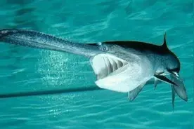 长江中的10大野生动物，三种再也不见，七中濒临绝迹图片