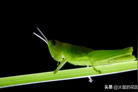 虫害图片及对应用药图片
