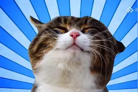 “猫奴”们经常会犯的26个错误！这些你不能不知道图片