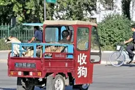 狗贩子为何要收购十年以上的老狗？知道用途后，你也不卖图片