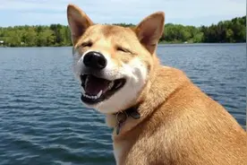 怀孕不能养狗狗？图片