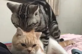 春天来了，猫爸爸开始对自己孩子下手，跨在孩子身上就开始欺负它图片