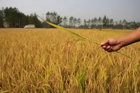 改革粮食补贴方式，让真正的种粮人得实惠图片
