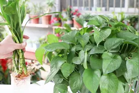 给富贵竹和绿萝喝点“尿”，不烧根，还长得飞快视频封面