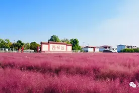 太原市清徐县：又是一年花烂漫，西怀远油菜花开图片