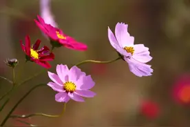 格桑花开，太漂亮了！图片