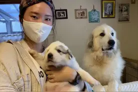 妹子抱回家一只大白熊宝宝，养了三个月后……这也太大了吧图片