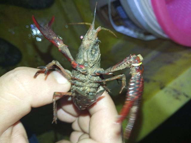 小龙虾真的是外来物种吗（辟谣小龙虾中国本来就有）