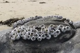 鲸隐私部位都寄生了藤壶，它不疼吗？这个...会影响它们交配吗？图片