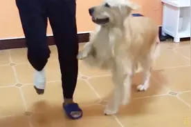 金毛帮脚受伤的爸爸捡垃圾还安慰爸爸，模仿爸爸的脚步，太逗了视频封面