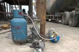土狗卖300无人问津，懂行人一看两眼发光：3000都值图片