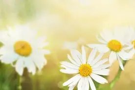 为何男人要过金钱关，女人要过情关？景阳居士：放下即真拥有图片