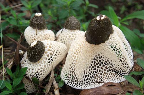 绔硅崻鐨勮惀鍏讳环鍊? onerror=