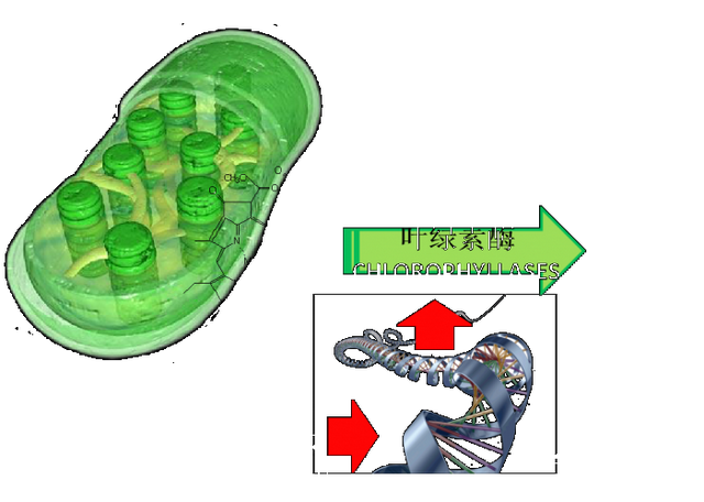 那些你不知道的事——含氨基酸肥料在转色上的应用