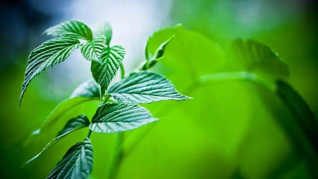 氨基酸、黄腐酸、腐植酸：三大生物刺激剂的作用与区别！