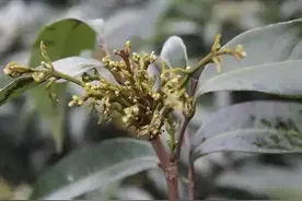荔枝龙眼花芽分化阶段如何进行水肥管理？图片